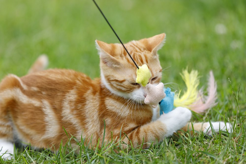 Pet Face - Dream Big Teaser Cat Toy image 0