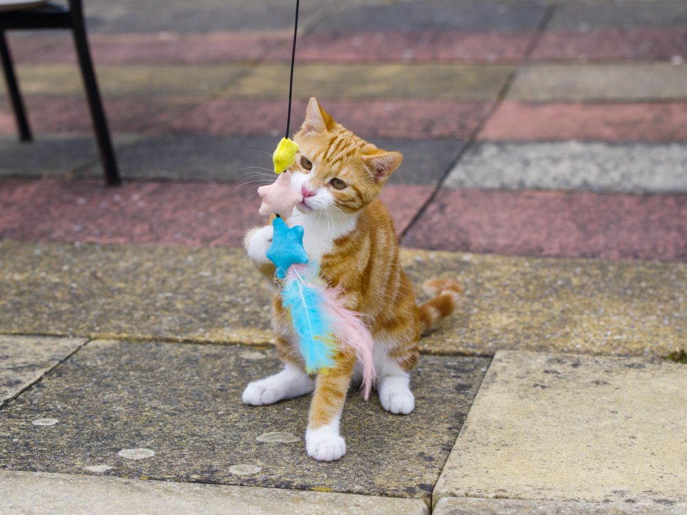 Pet Face - Dream Big Teaser Cat Toy image 4