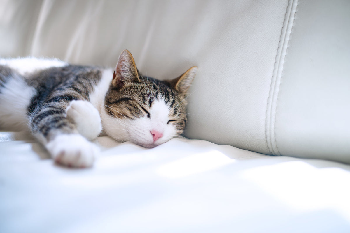 Cats Protection Lichfield & Tamworth