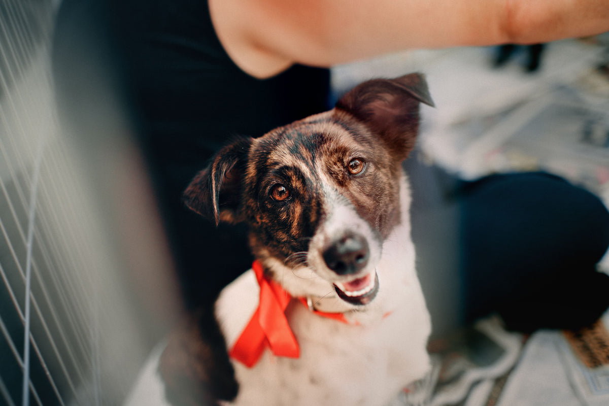 RSPCA Burton upon Trent & District Branch