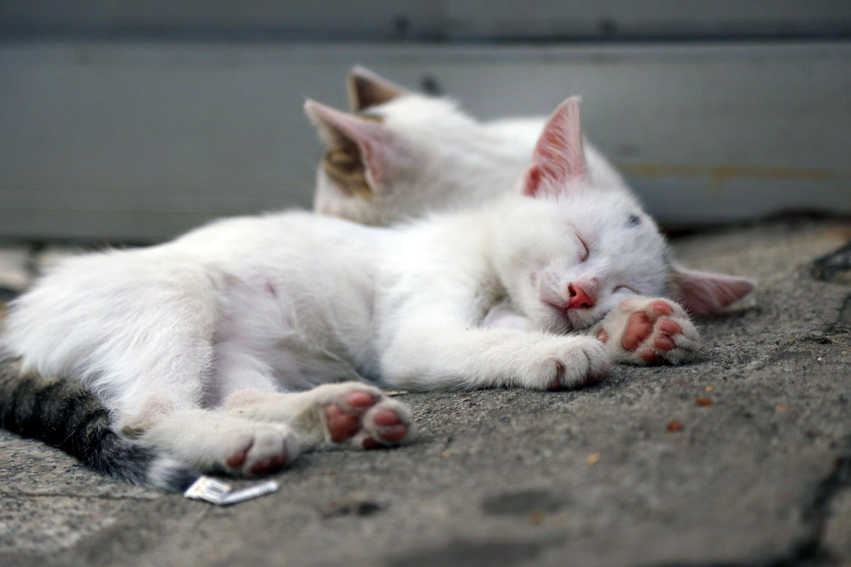 Cats Protection Lichfield & Tamworth